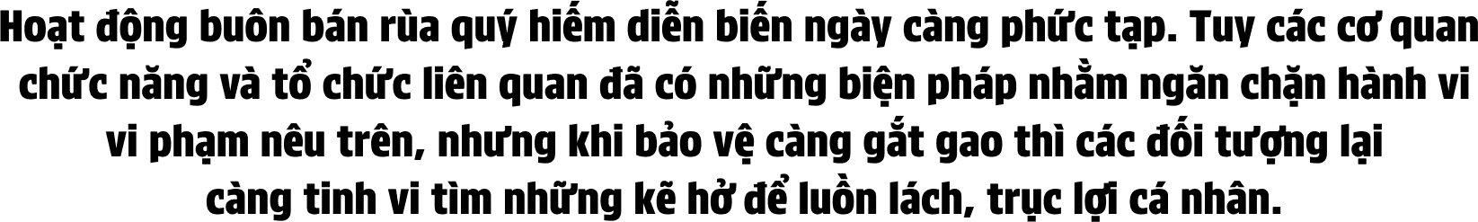 Nhức nhối vấn nạn mua bán rùa từ 